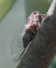 Tettigettalna argentata